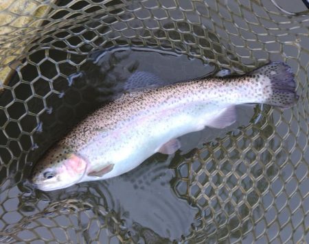 大安トラウトレイク釣果